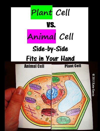 Plant & Animal Cell Comparison Side-by-Side – Mrs. G's Classroom