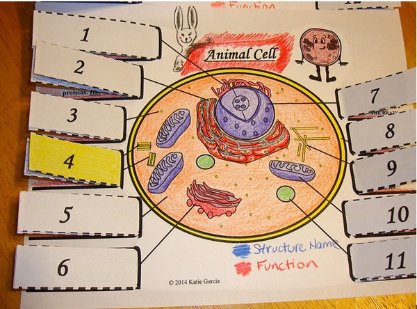 Plant & Animal Cell Foldables – Mrs. G's Classroom