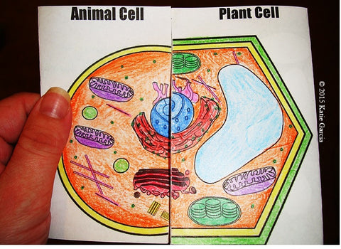 Plant & Animal Cell Comparison Side-by-Side – Mrs. G's Classroom