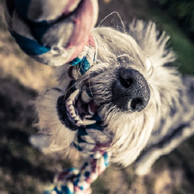 choosing Toy Blog Dog with Rope Toy