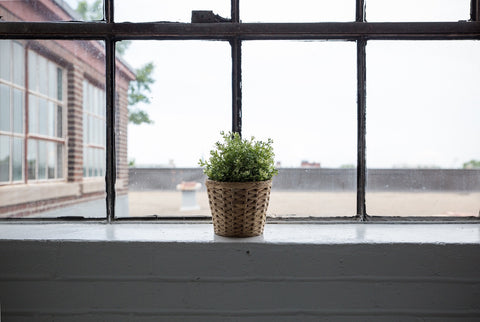 plant by window