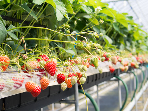 indoor grow room growing strawberries