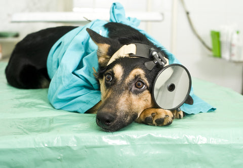 doctor dog treating flu