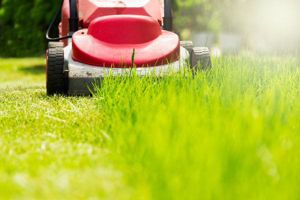 mowing-the-lawn grass