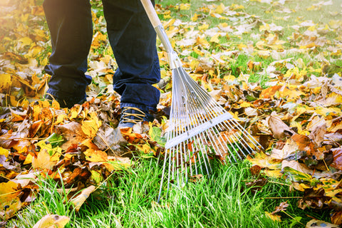 raking leaves from yard for winter