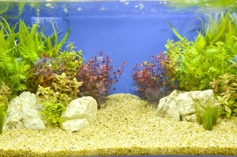 empty fish tank with gravel and plants