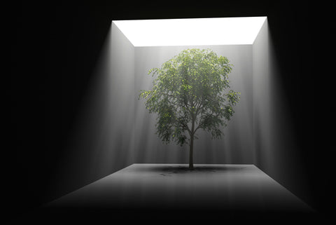 tree with dark background under light