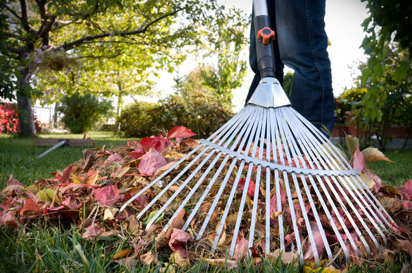 raking-the-lawn leaves