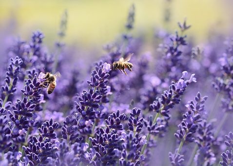 Disco bees on Lavender