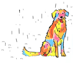 rainbow retriever labrador dog