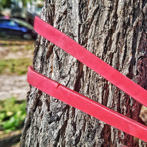 Resistance band anchored to a tree 
