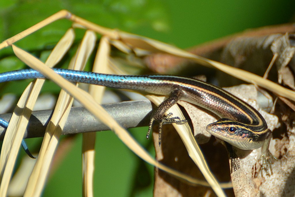 are blue tailed skinks bad for dogs
