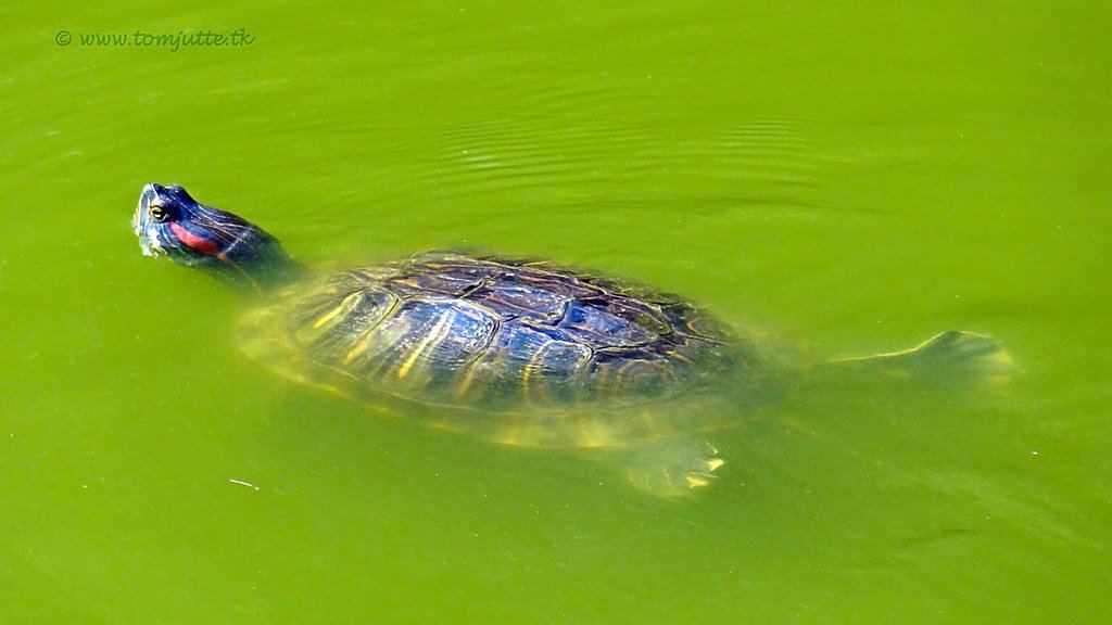 red eared slider heat lamp wattage