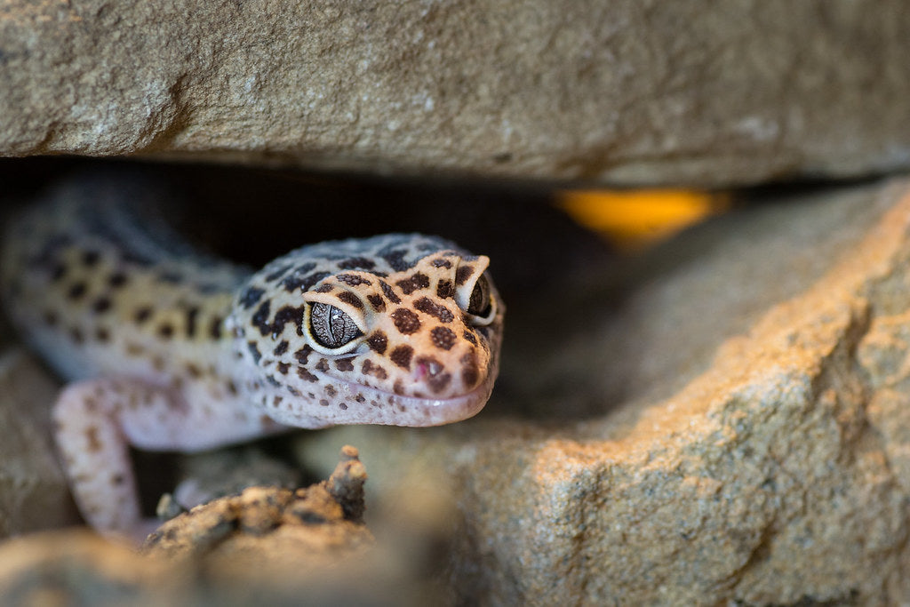 Medicin perforere Ufrugtbar How to Set Up a Leopard Gecko Terrarium | Dubia.com