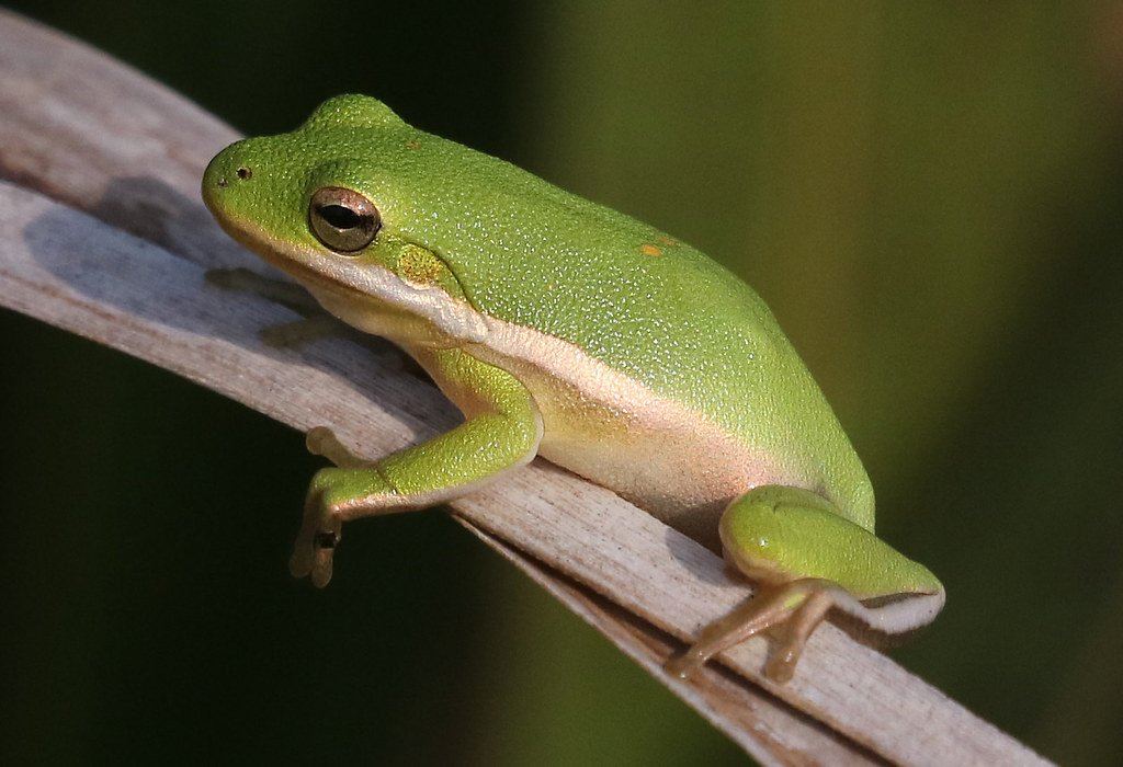 Green Tree Frog Care Sheet | Dubia.com