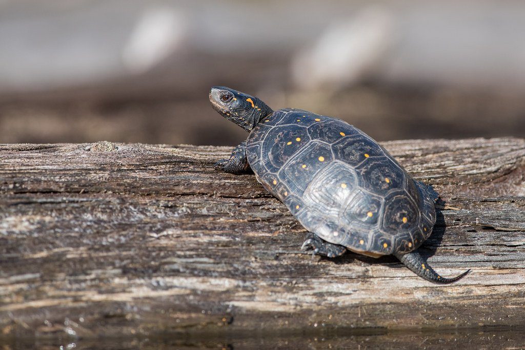 Spotted Turtle Care Sheet 