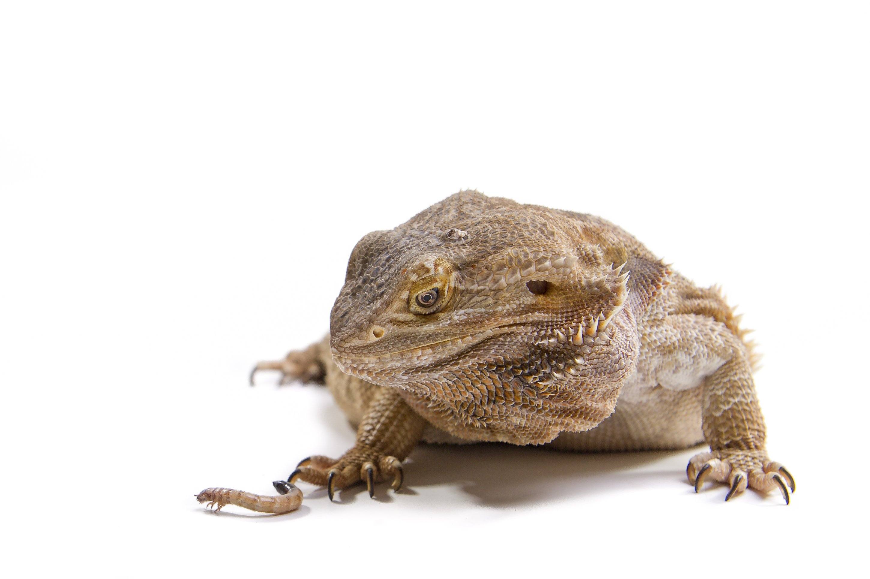 How to Prevent Reptile Obesity  – 