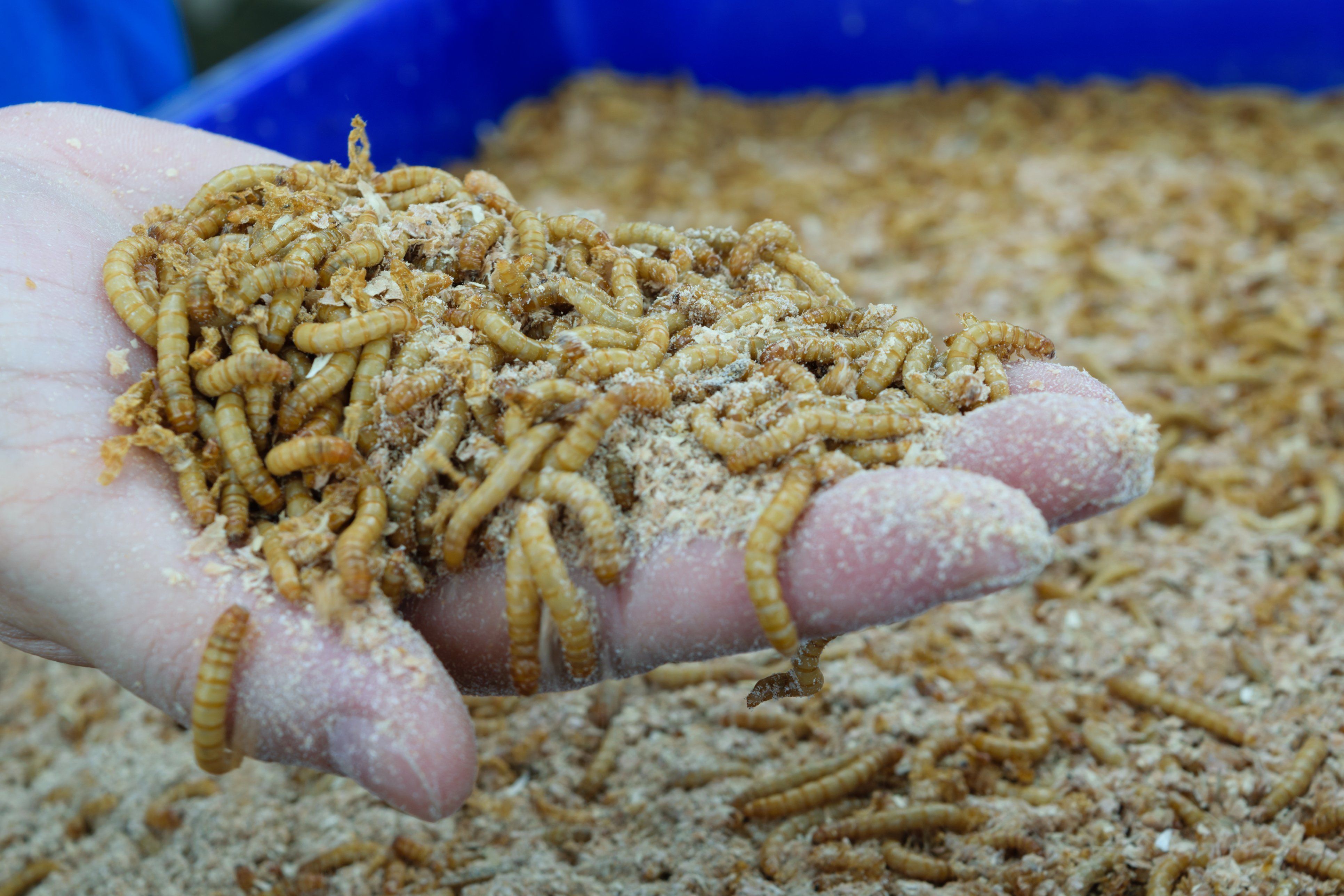 Are Mealworms And Super Worms the Same Thing 