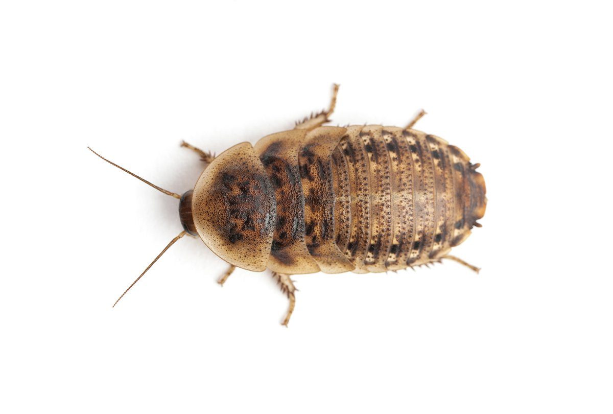 Dubia Roaches For Sale