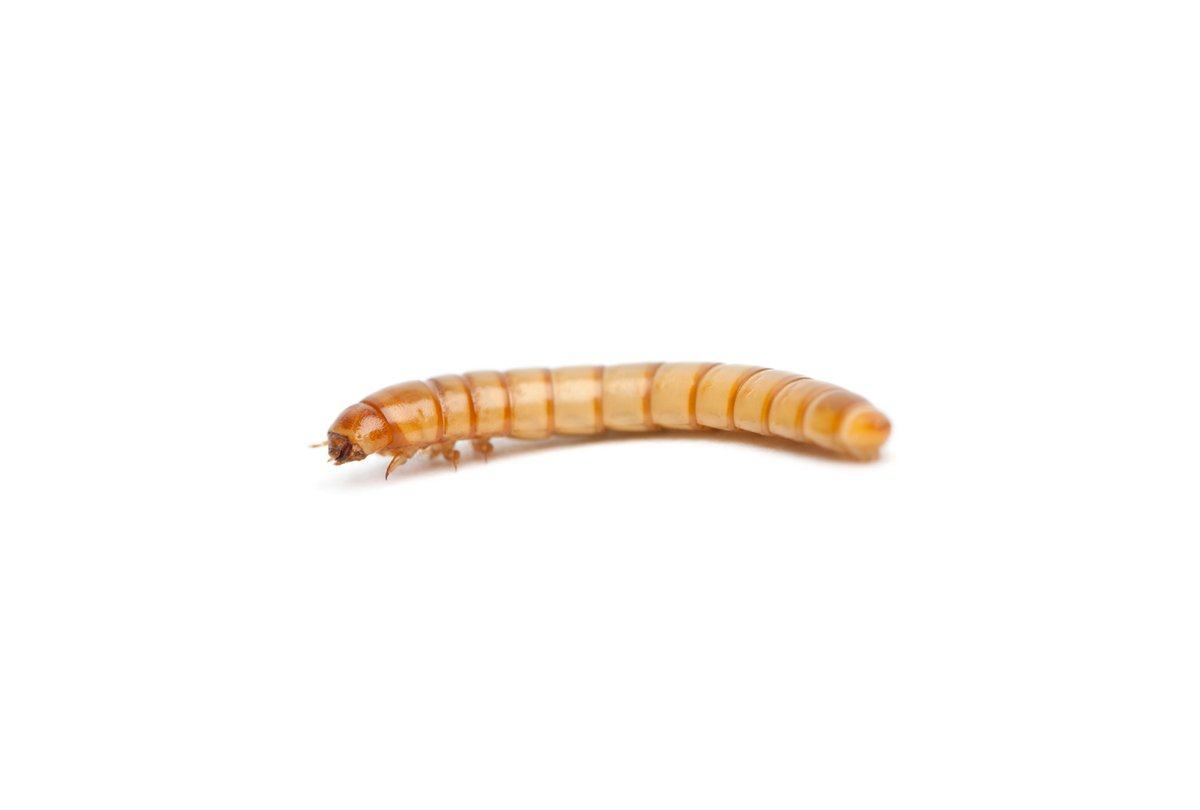 Mealworms For Sale