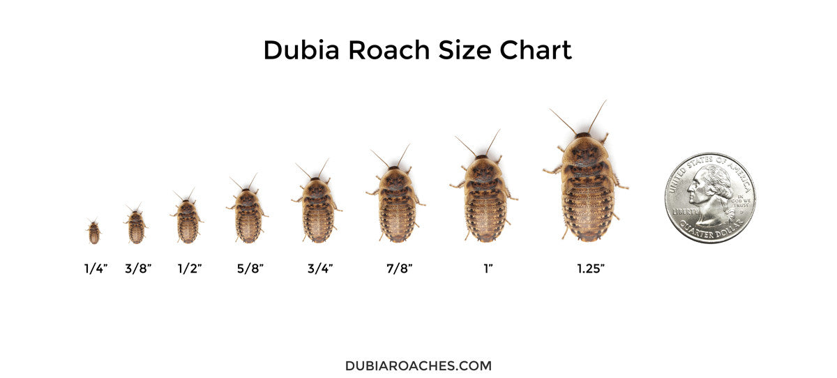Dubia Roach Size Chart