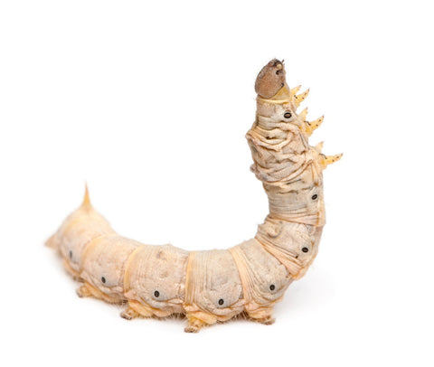 silkworm, Bombyx mori