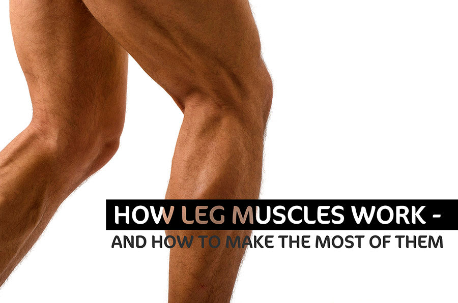 How Leg Muscles Work