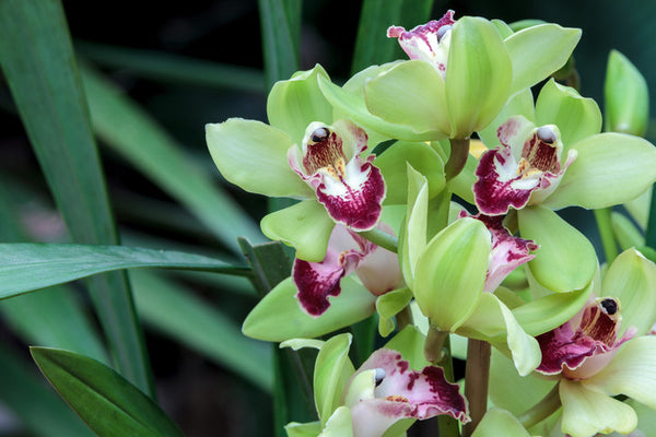 Cymbidiums The Beautiful Boat Orchids Orchid Republic Orchid Republic 