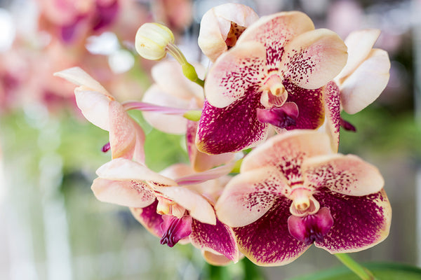 Are Orchids Edible Flowers 