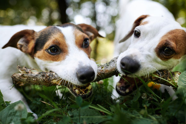 are fire sticks poisonous to dogs