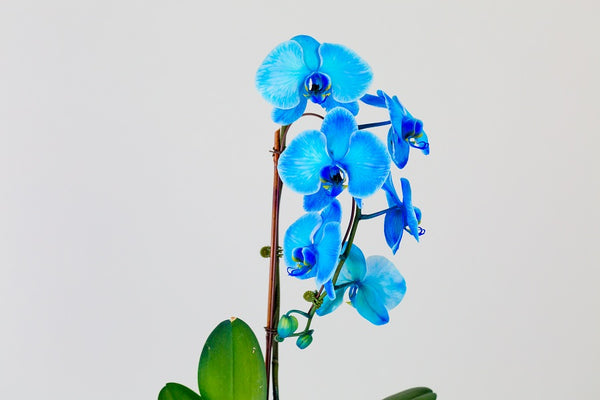 blue-orchids-phalaenopsis