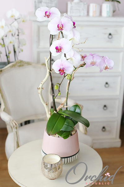 Santa-ana|Mother's Day Orchids