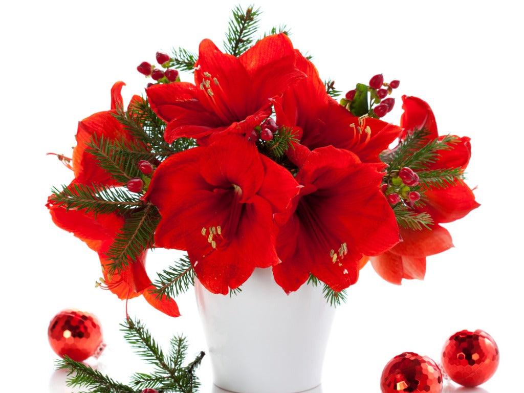 amaryllis-christmas-flower