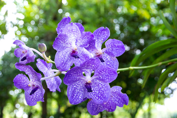 Blue Orchids Do They Really Exist Orchidrepublic