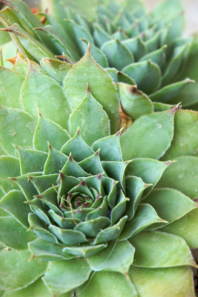 Sempervivum tectorum