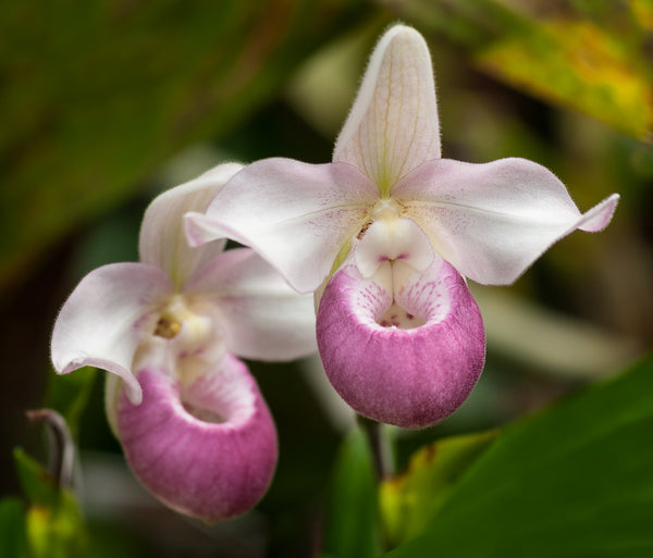 lady-slipper-orchid-2
