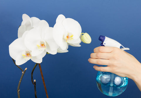 how-to-water-indoor-orchids 