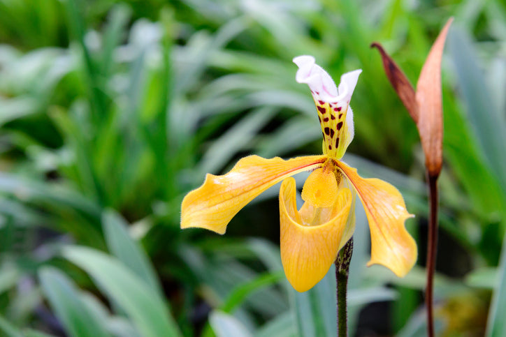 lady-slipper-orchid