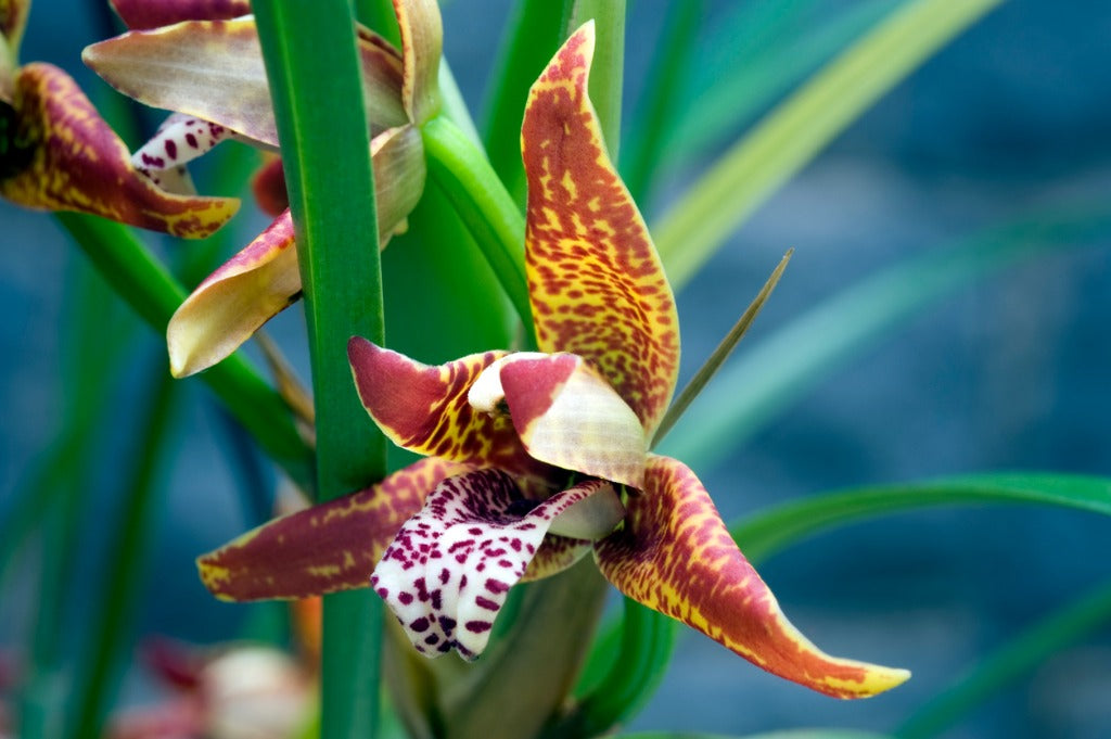 maxillaria-orchids