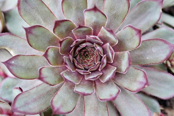 ECHEVERIA WHITE ROSE 