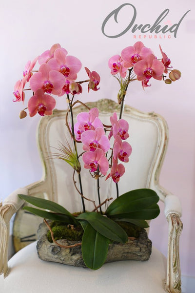 Santa Monica|Mother's Day Orchids