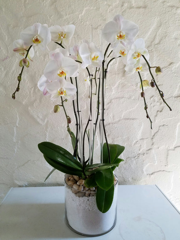 All About White Orchids
