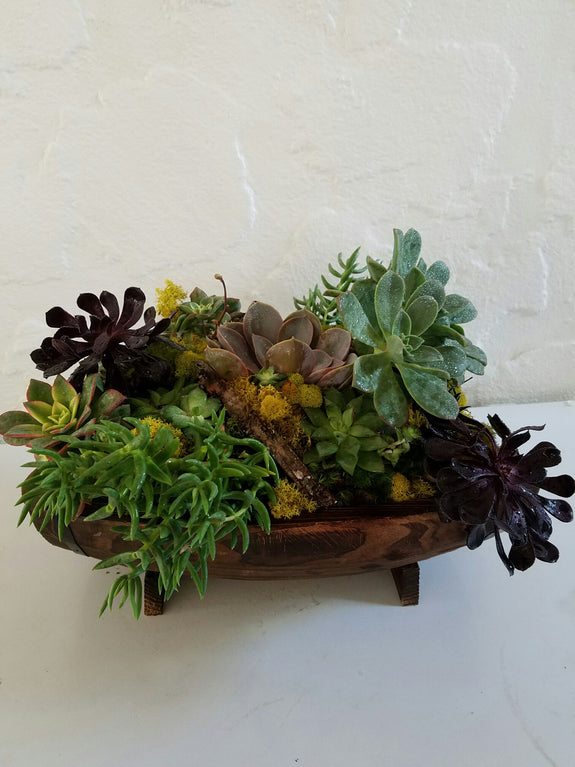 Boating for Succulents