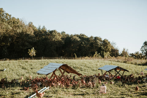 pasture raised louisville chicken poultry