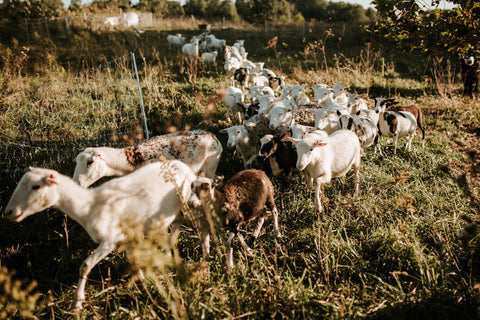 pasture farm grass fed