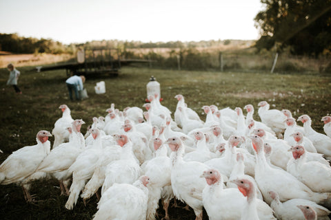 louisville pastured turkey