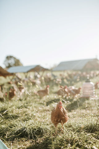 pastured chicken louisville