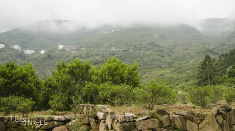 Dancong trees in the Phoenix mountains