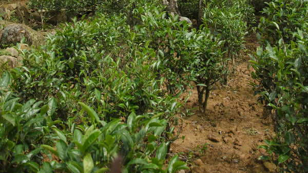 Soil in the Phoenix Mountains