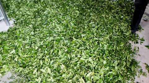 Oolong tea leaves withering indoors